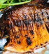 Nướng cá lò nướng bao nhiêu độ để cá chín thơm ngon?